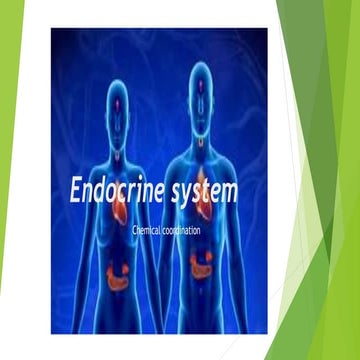 endocrine system 