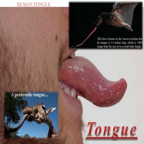 Brief Details of Tongues functions and nerve supply