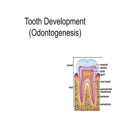 ToothDevelopment.lecture for bds level 1