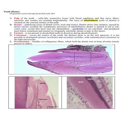 Tooth, esophagus, stomach, small intestine