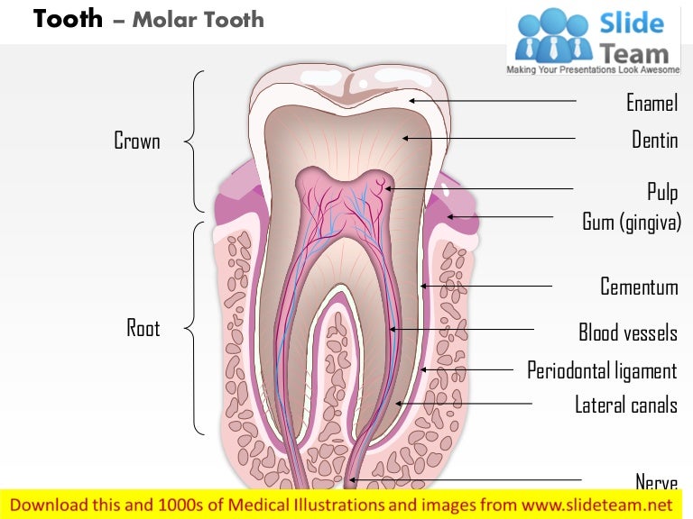 Tooth – molar tooth medical images for power point dental diagram label 