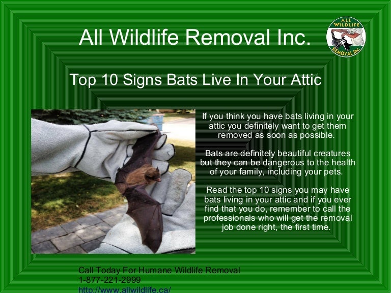 Top 10 Signs You Have Bats In Your Attic