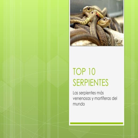 Top 10 serpientes