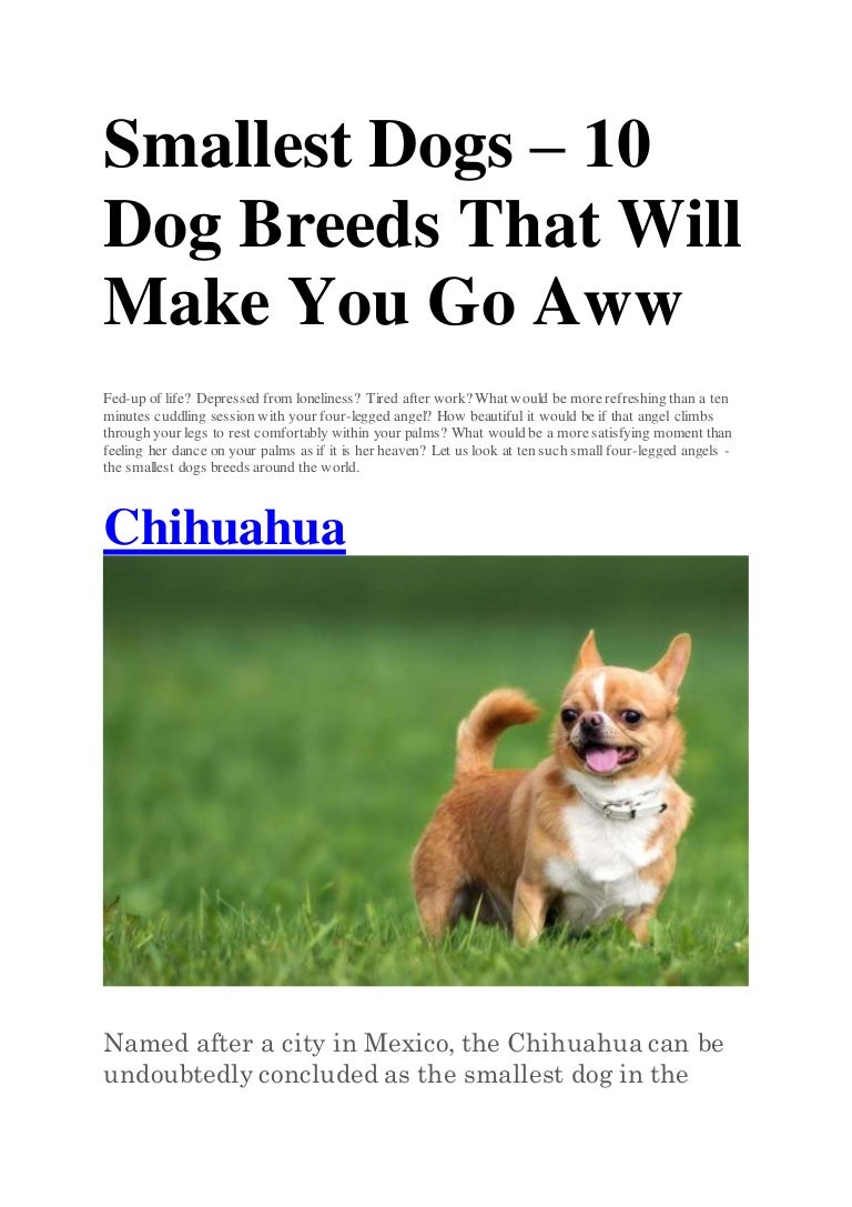 top 10 smallest dog breeds