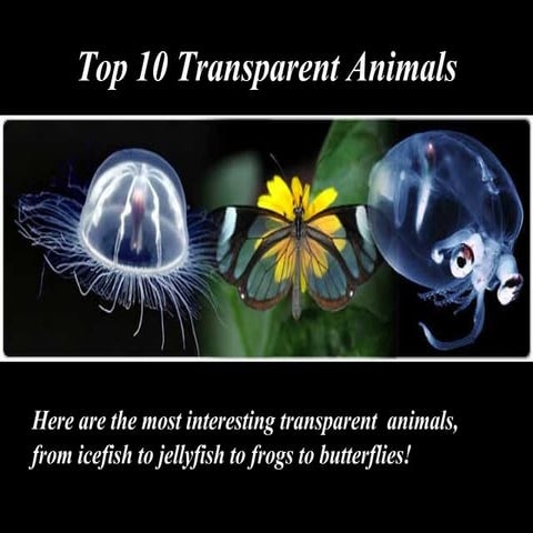 Top 10 Transparent Animals