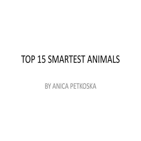 Top 15 Smartest Animals