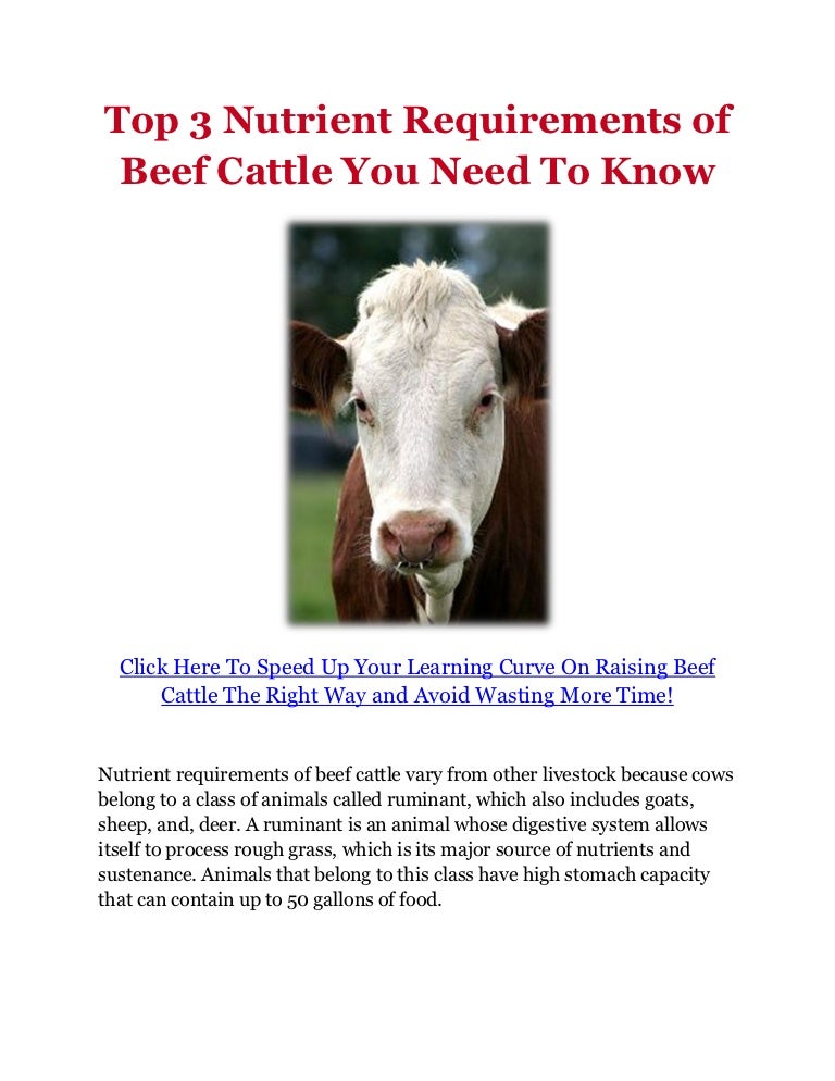 Top 3 Nutrient Requirements of Beef Cattle You Need To Know