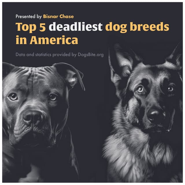 Top five deadliest dog breeds in America