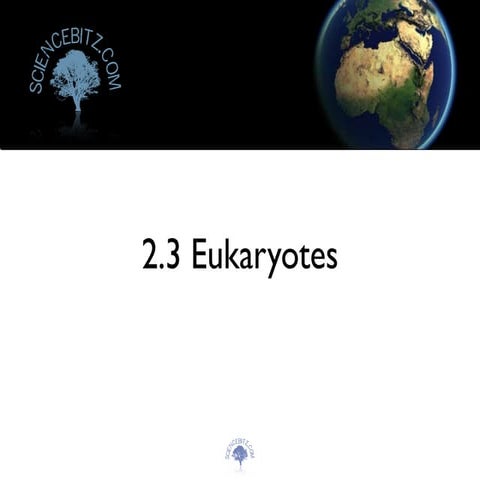 Topic 2.3   Eukaryotes