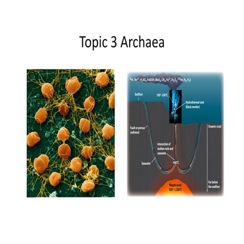 Archaea Bacteria (Methanogens, Halophiles, Thermophiles) | PDF