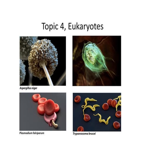 Multicellular Organism And Origin Hypothesis Of Multicellularity | PPTX