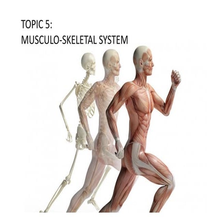 Topic 5  Muscular System 