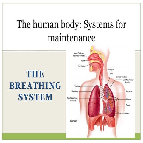 Topic 6 B The breathing system gggg.pptx