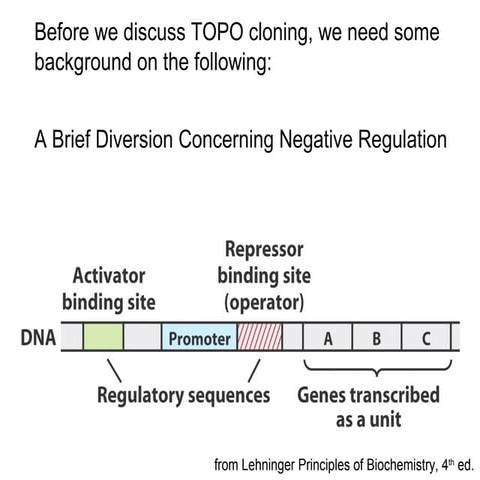 TOPO Cloning Lecture