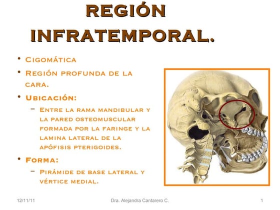 Anatomía De La Fosa Infratemporal La Fosa Infratemporal • Vídeo