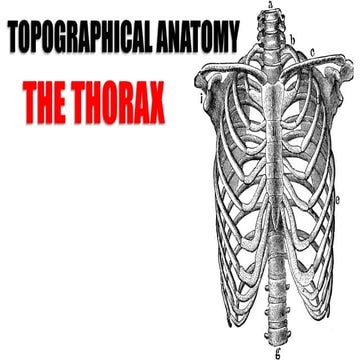 Topographical Anatomy of the Thorax