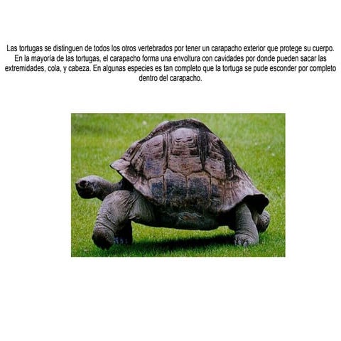 Tortugaas