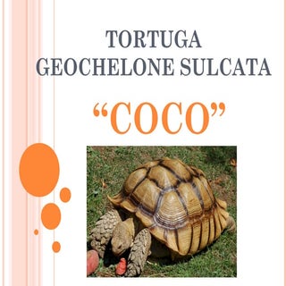 Tortuga geochelone sulcata