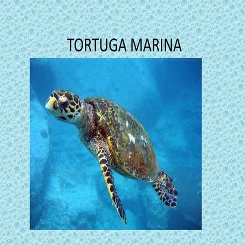 Tortuga marina by Carlos!!!