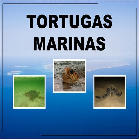 Tortugas marinas