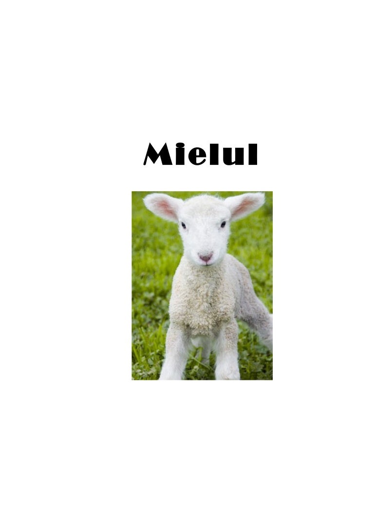 îndepărtați grăsimea din raftul de miel pierderea în greutate pe măsură ce îmbătrânești