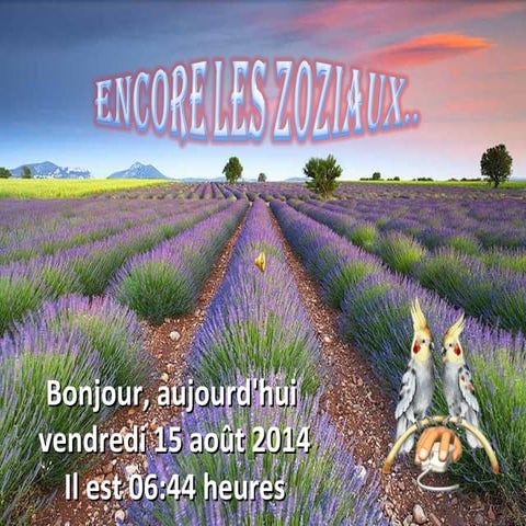 Toujours les zozios