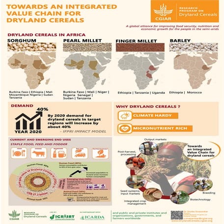 Towards an integrated value chain for dryland cereals