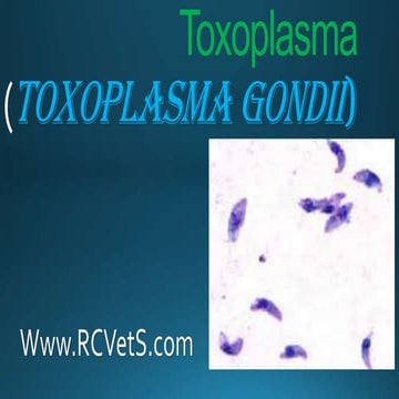 Toxoplasma