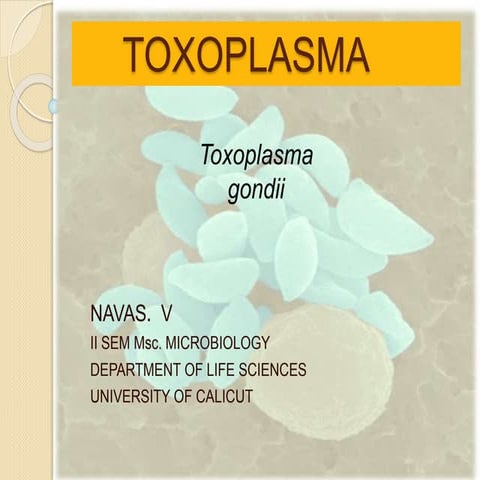 Toxoplasma