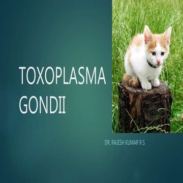 Toxoplasma