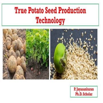 True Potato Seed Production Technology: A New Approach to Disease free Potato...