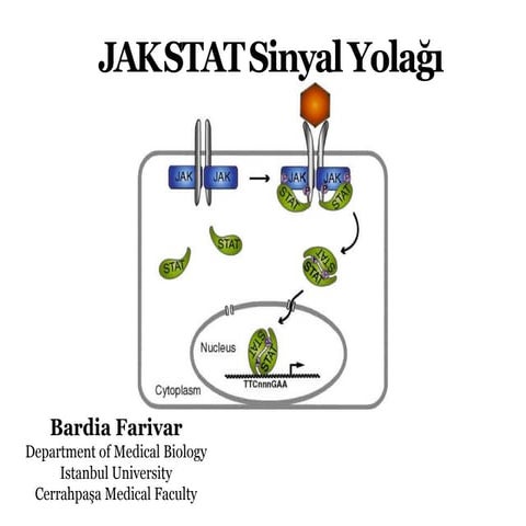  JAK STAT Sinyal Yolağı