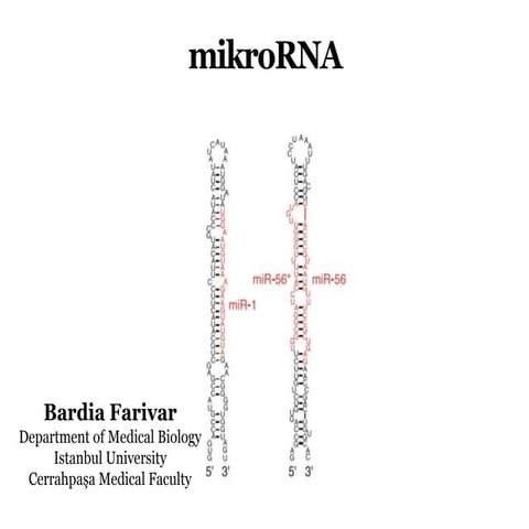 MikroRNA