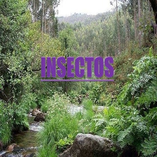 Insectos
