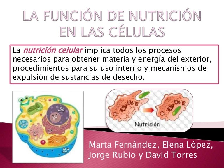 Función de nutrición en las células Función de nutrición en las células