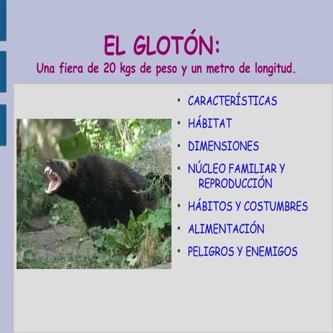 Glotón