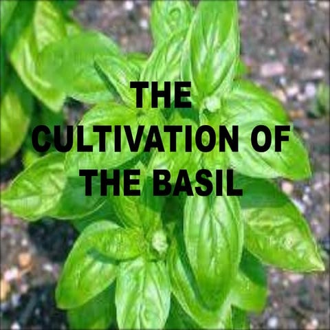 Basil herb agronomy and processing doc.pptx