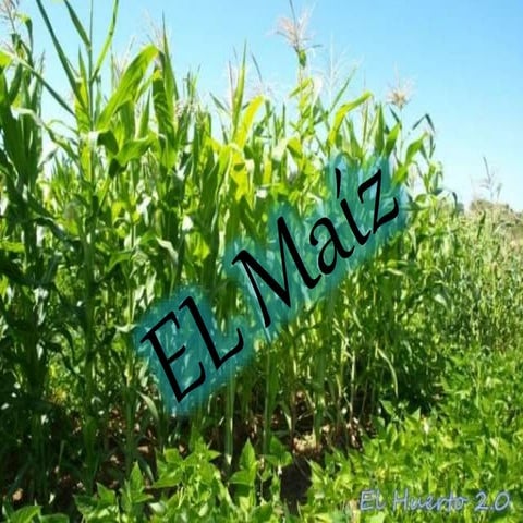 Trabajo de investigacion maiz  UNSA San Agustin De Arequipa de ElmerCcenario