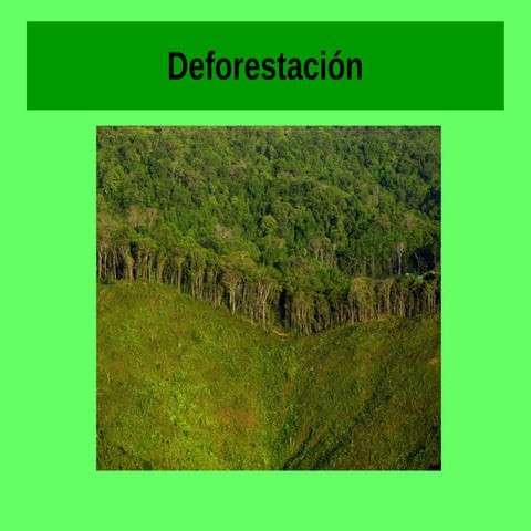 TRABAJO DE LA DEFORESTACION