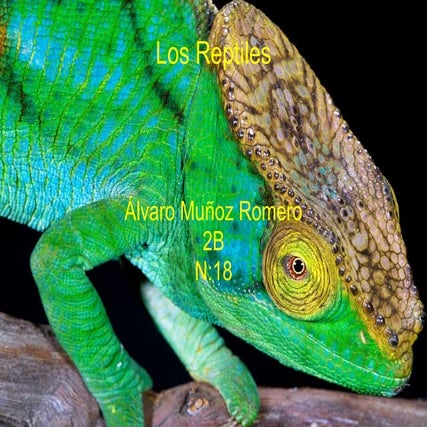 Trabajo de los reptiles