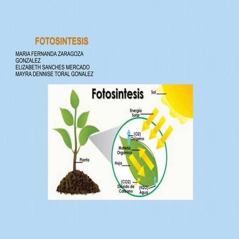 Trabajo final fotosintesis