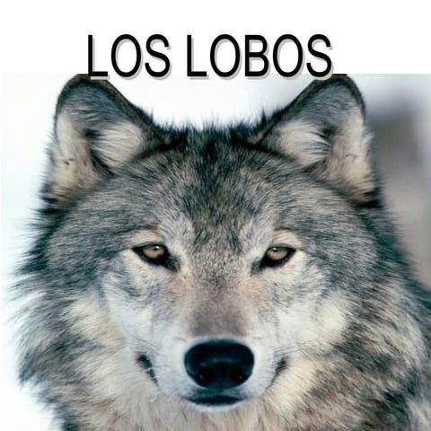 Trabajo grupo los lobos
