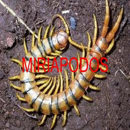 Trabajo insectos mario y adrian