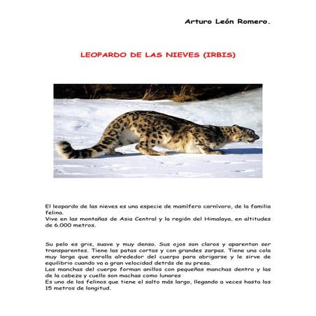Leopardo de las nieves