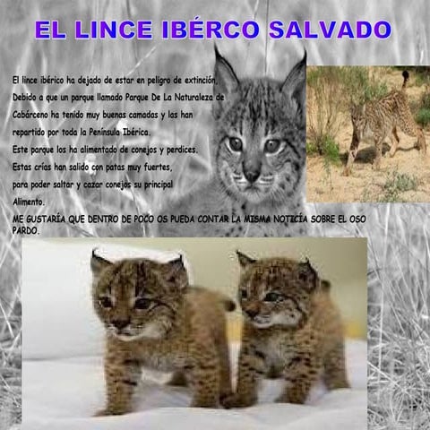 Trabajo lince.