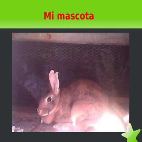 Mi mascota por Andrea