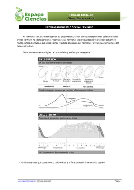 Trabalho 2 ciclos femininos