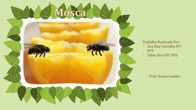 Tudo sobre as moscas.