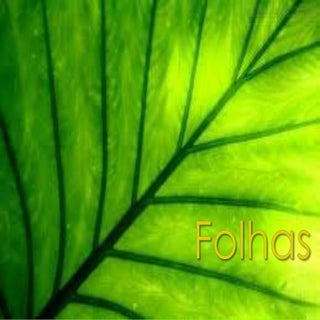 Folhas