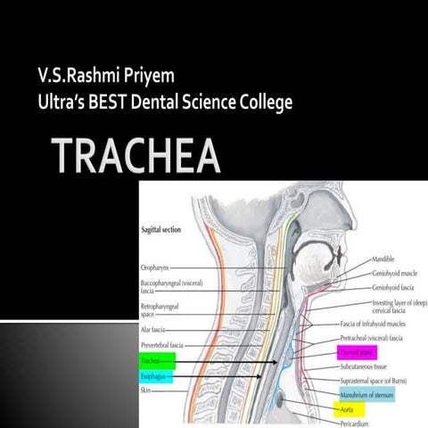 Trachea